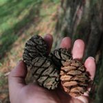 Le pigne della sequoia gigante